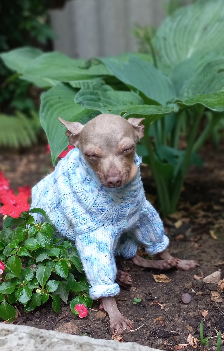 Зоря греется на солнышке.