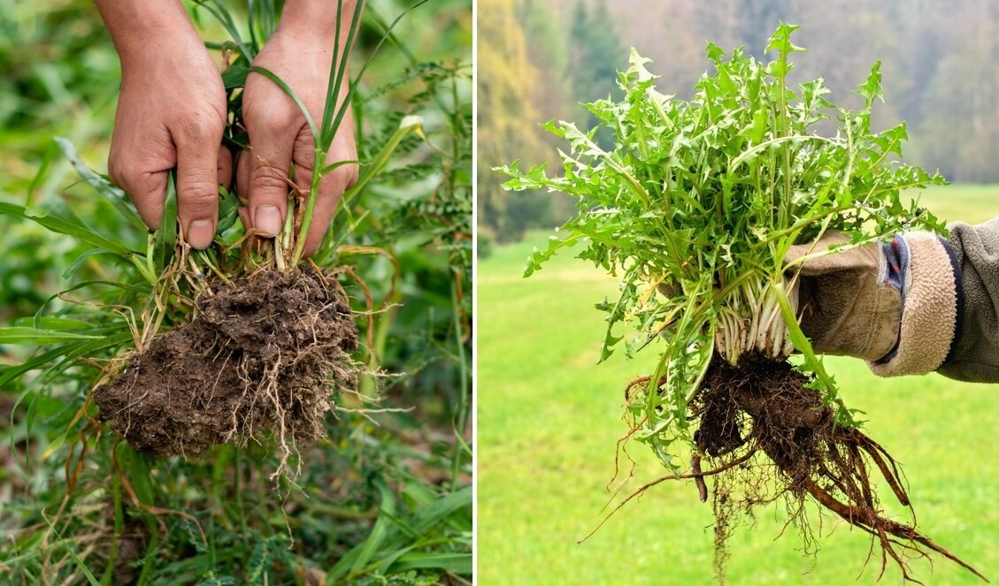    Как правило, сорняки имеют очень мощную корневую систему