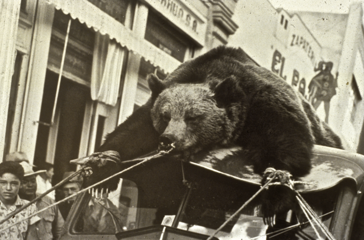 Один из последних убитых мексиканских медведей. 1958 год.