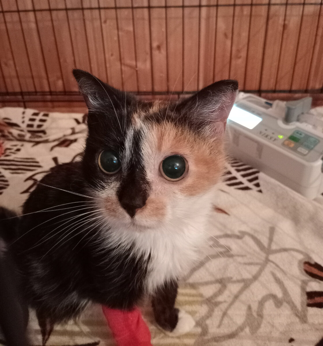 Тот самый отсутствующий взгляд. Фото из домашнего архива