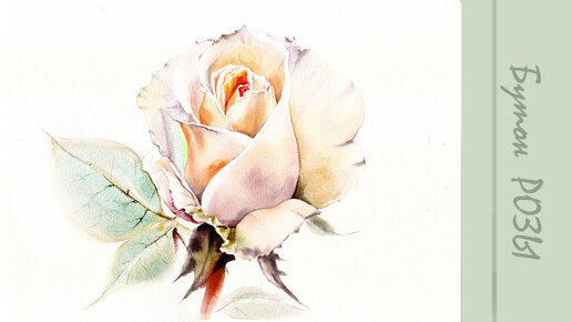 Роза акварелью | Как нарисовать нежную розу #акварелью #роза