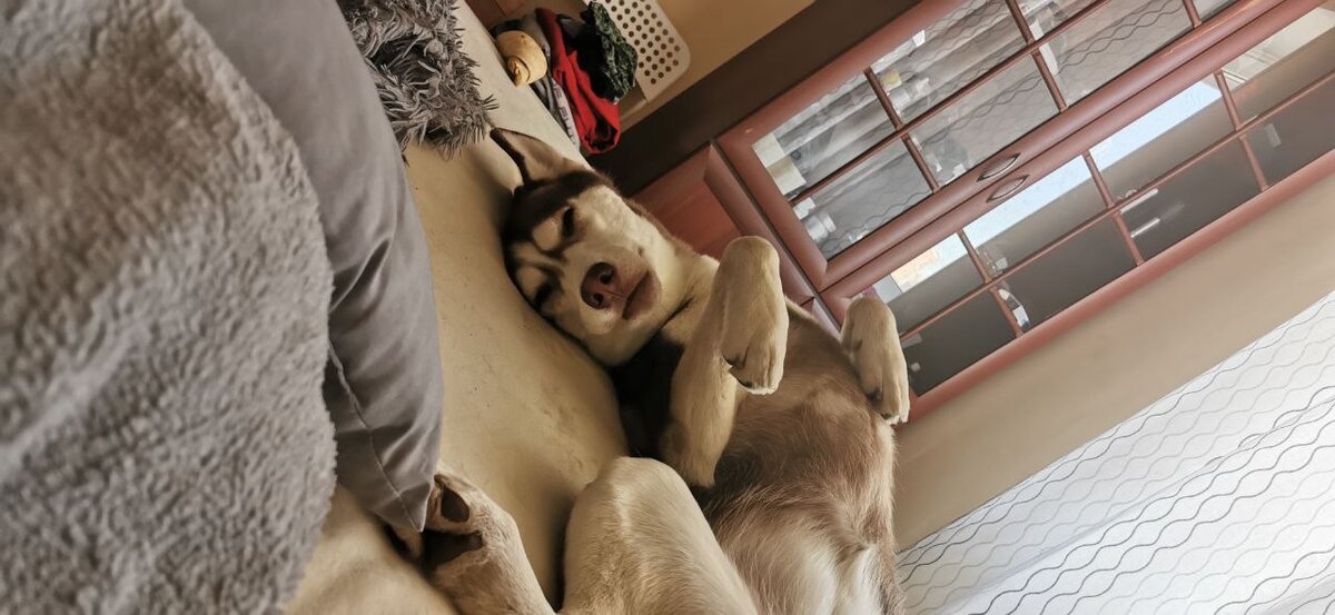 Амалия, Ами, Амонька)) собака моей сестры, которая работала моим песатерапевтом