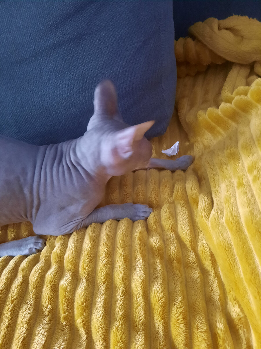 Наверное, бабочка! Загоняю! 