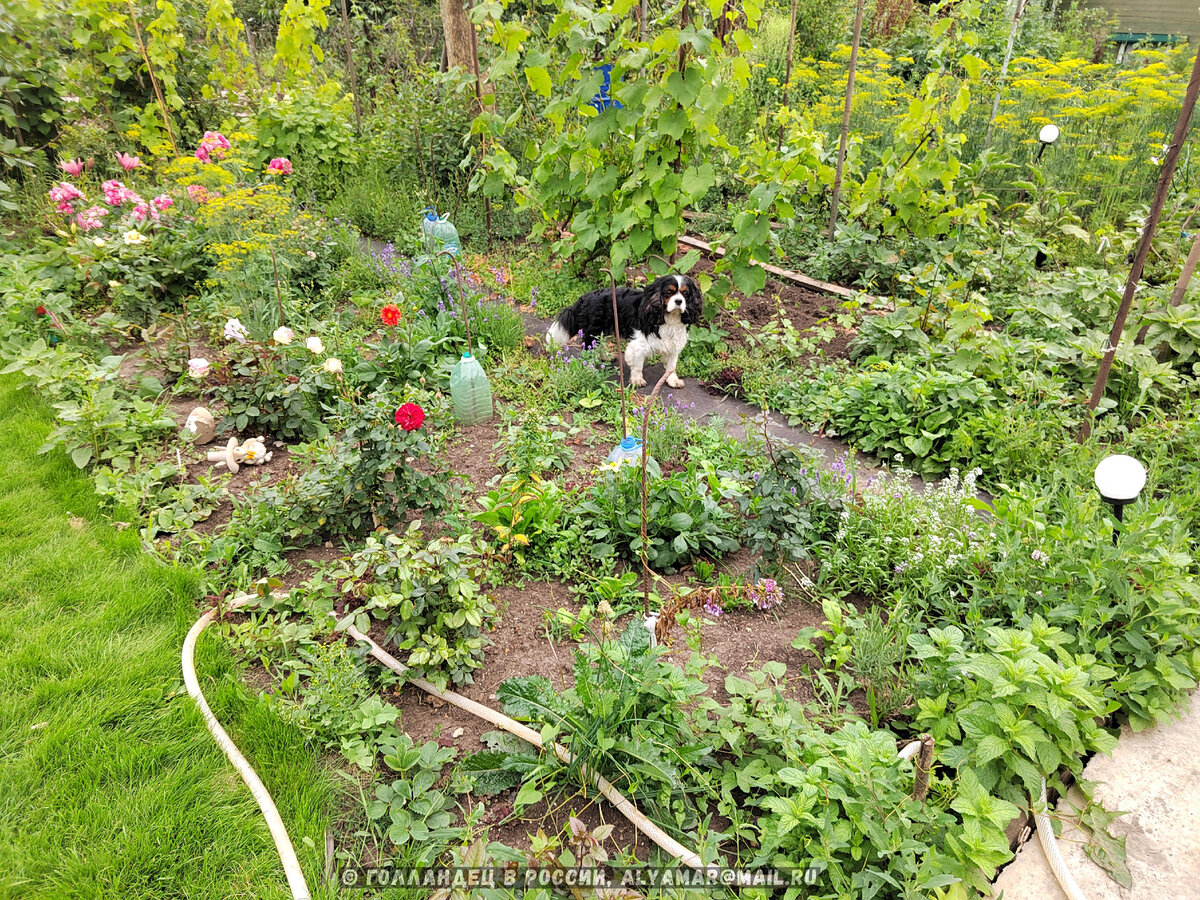 Поле цветов ДО.