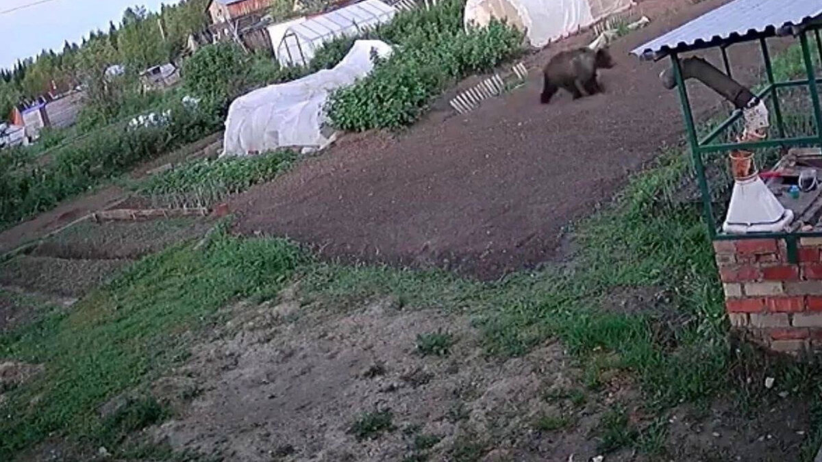     Медведь встретил козлят на своем пути.