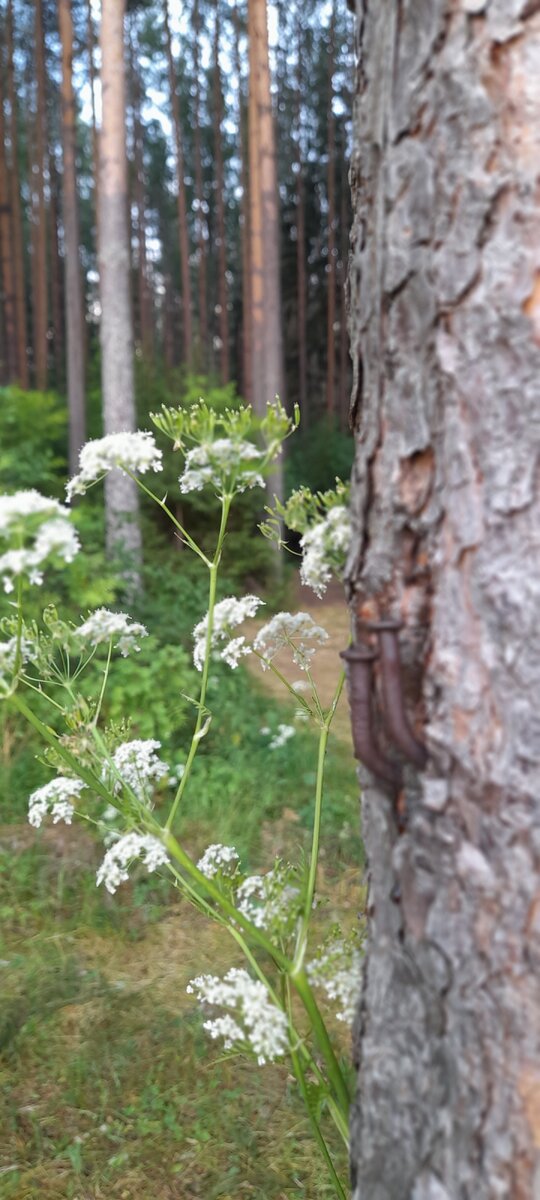 Гвозди... А ведь лето ждать не будет, оно может и мимо промчаться...