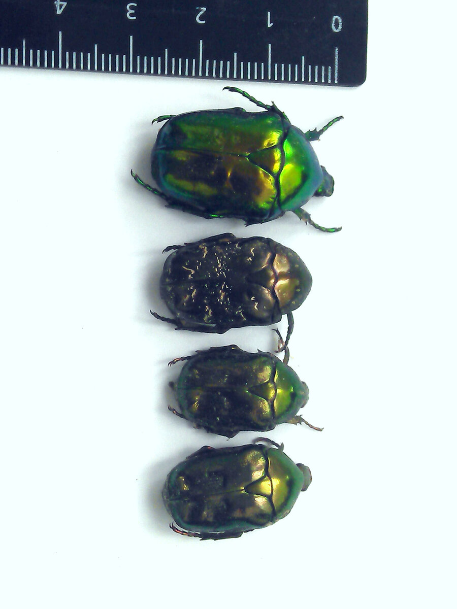 Бронзовки: (на фото сверху вниз) зеленая, мраморная, золотистая, Фибера. Н.Л. Панченко