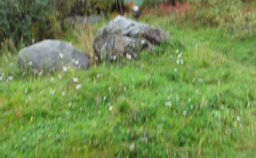 Два валуна и слева едва видна окончательно заросшая травой тропинка.