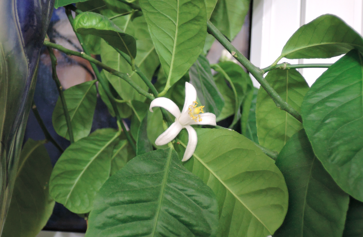 Павловский лимон, для полива которого и предназнчено именно это устройство