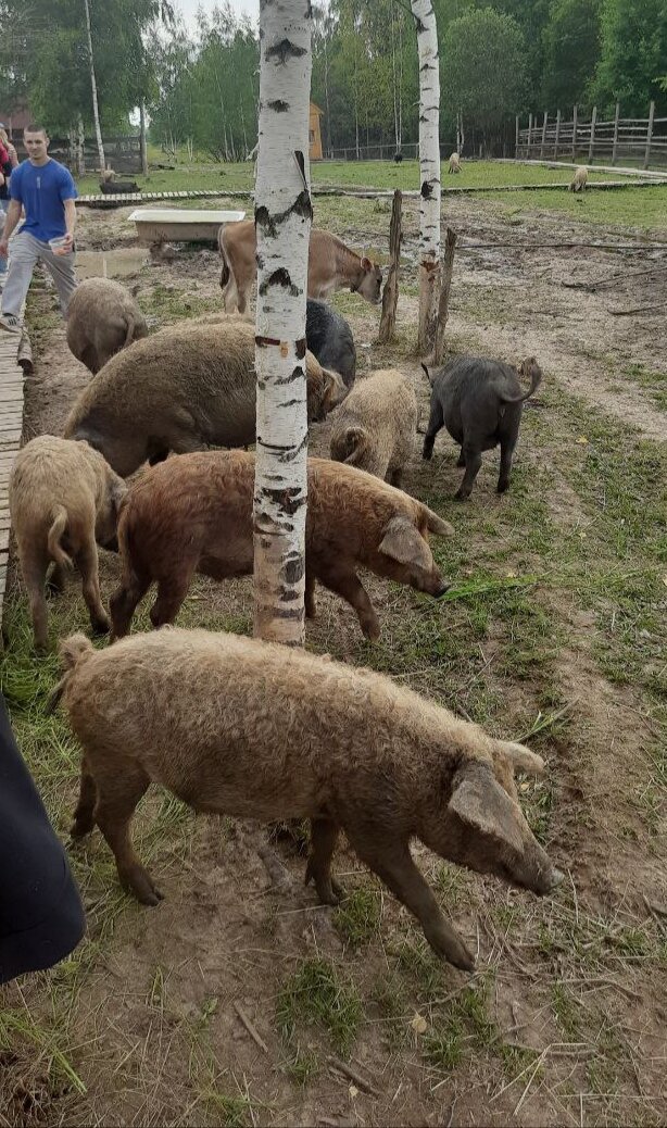 Свиньи различных модификаций