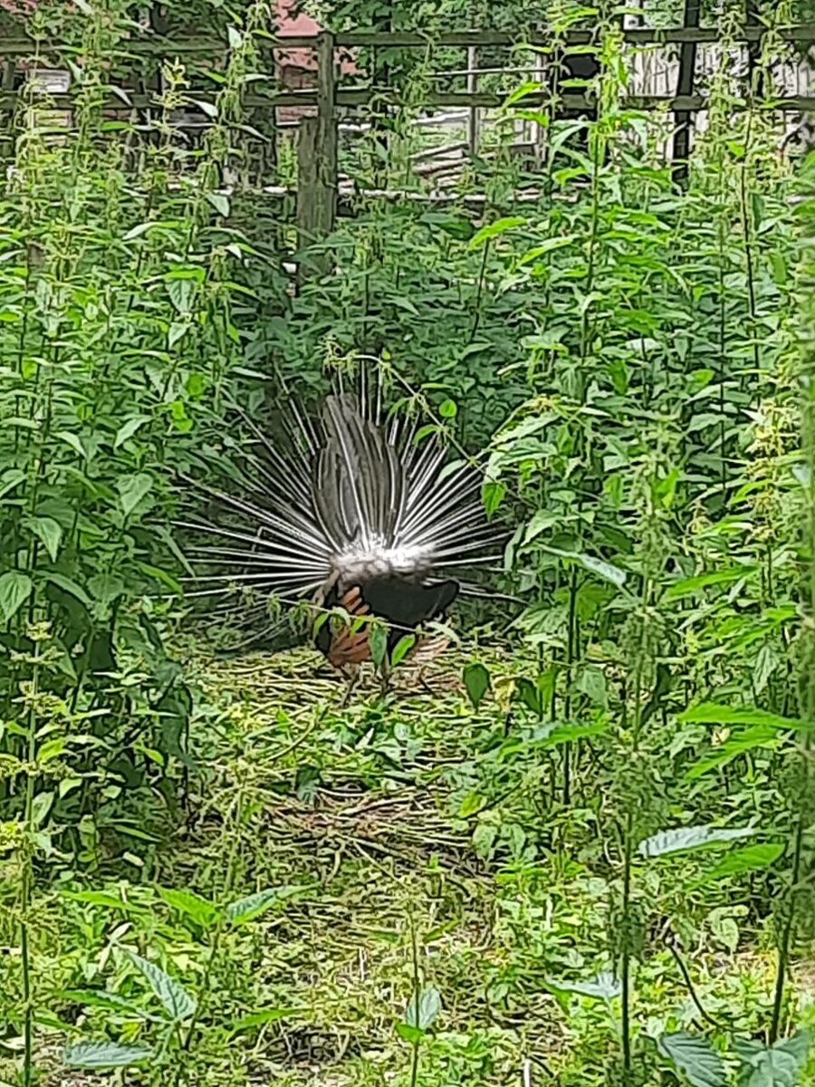 Что за птица? Ответ ниже. 