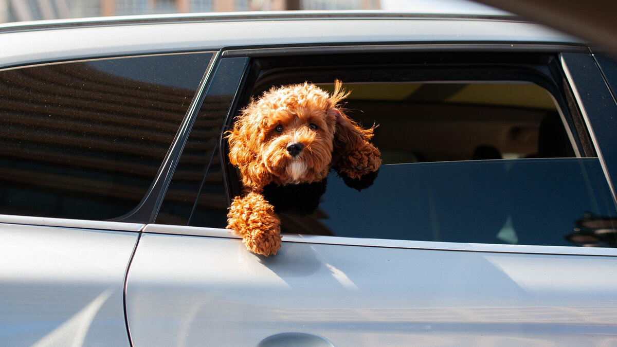 Через час внутри автомобиля будет уже 45°C, причём независимо от того, приоткрыты окна или нет. Фото Eddie K/Pixabay