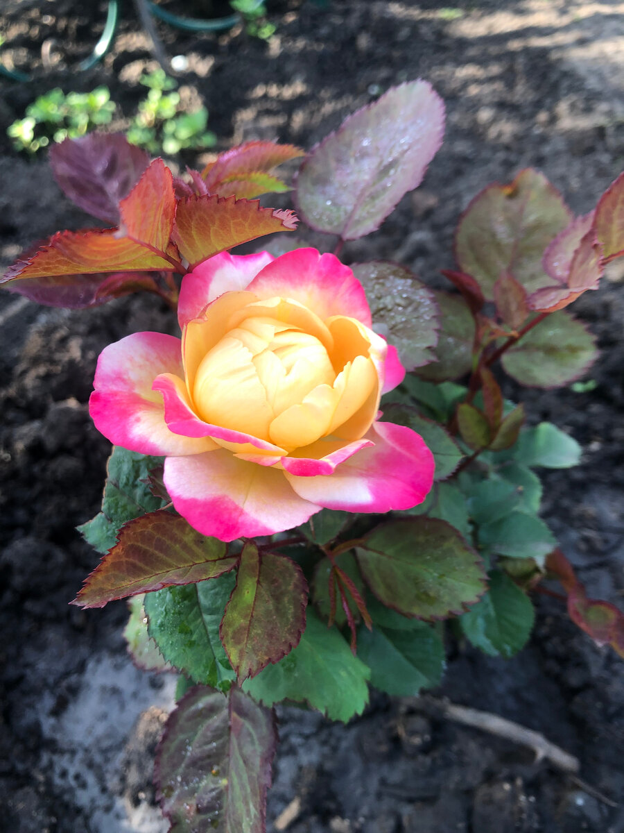 шраб Марсель ан Флер