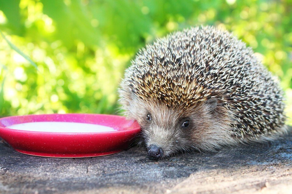    После молока у ежика случится почти мгновенный понос. На вашем же газоне. Shutterstock