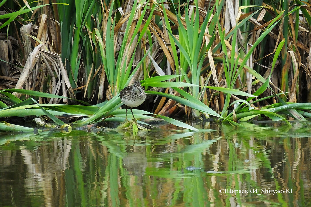 ФИФИ далеко напротив и на зов по телефону не подлетел. В моём переводе в договоре фифи предлагает «фифти-фифти» - 50х50. Включал голоса и других птиц. Из разговора черныша понял только «кто дёргает?»
