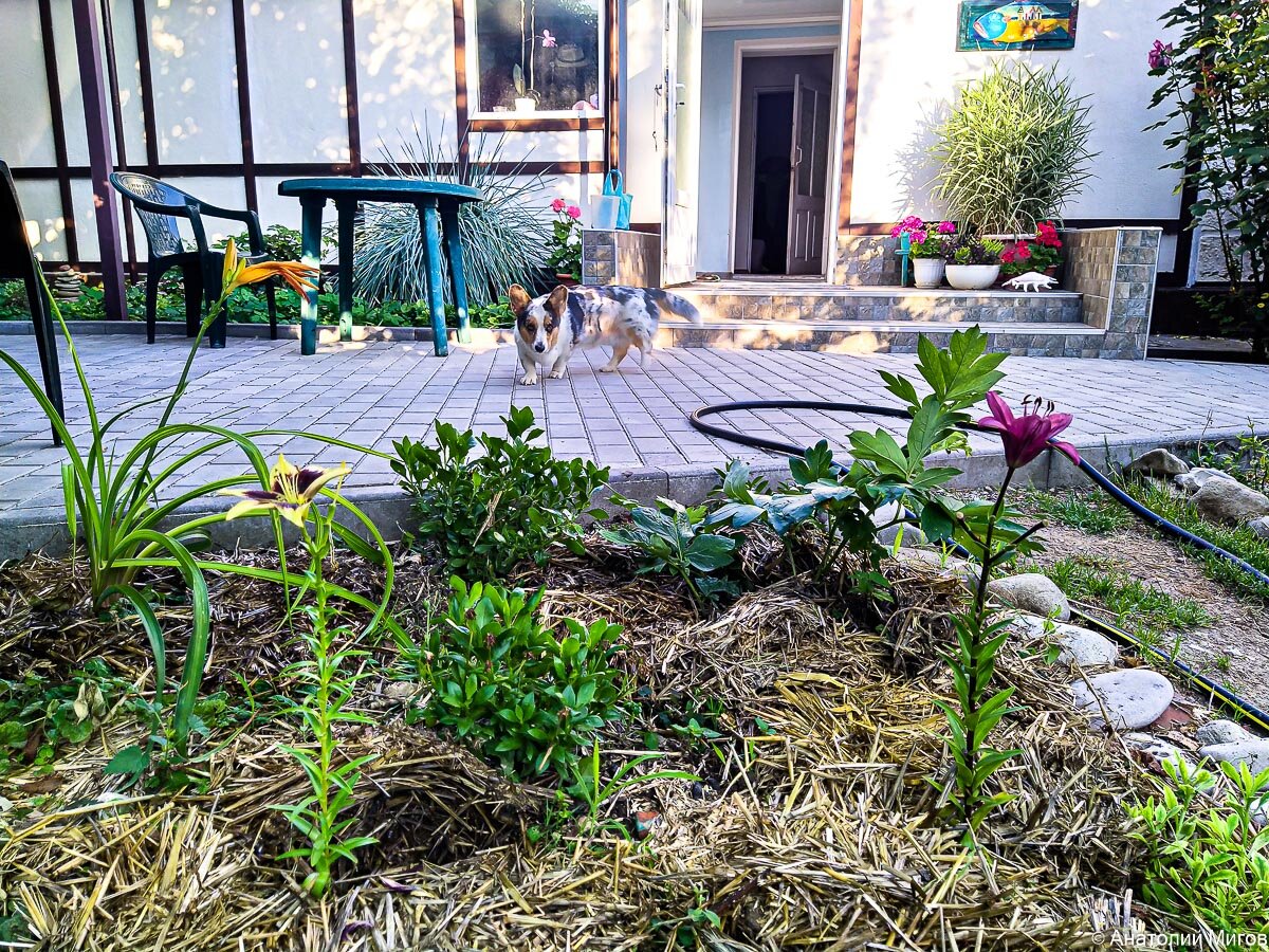 Посадили ещё две лилии | Дневник отчаянных пенсионеров | Дзен