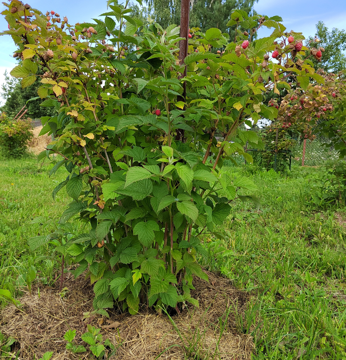 Мульчирование малины скошенной травой