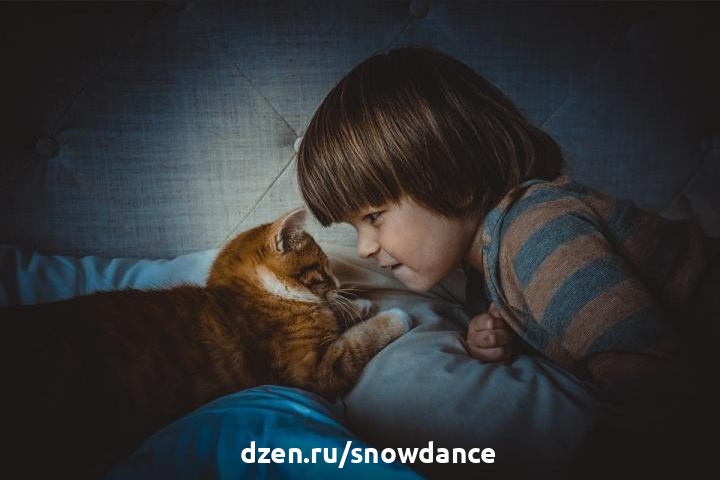 Принцип Win-Win в отношениях между человеком и кошкой 