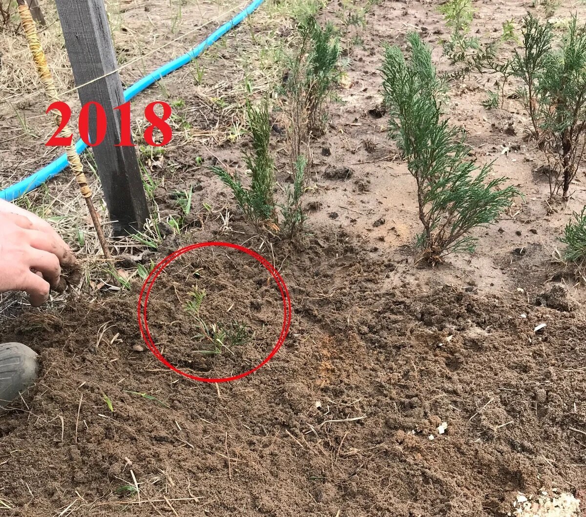 укорененный черенок после первого сезона (высота 7 см.), черенок обозначен красным (позади казацкие можжевельники)
