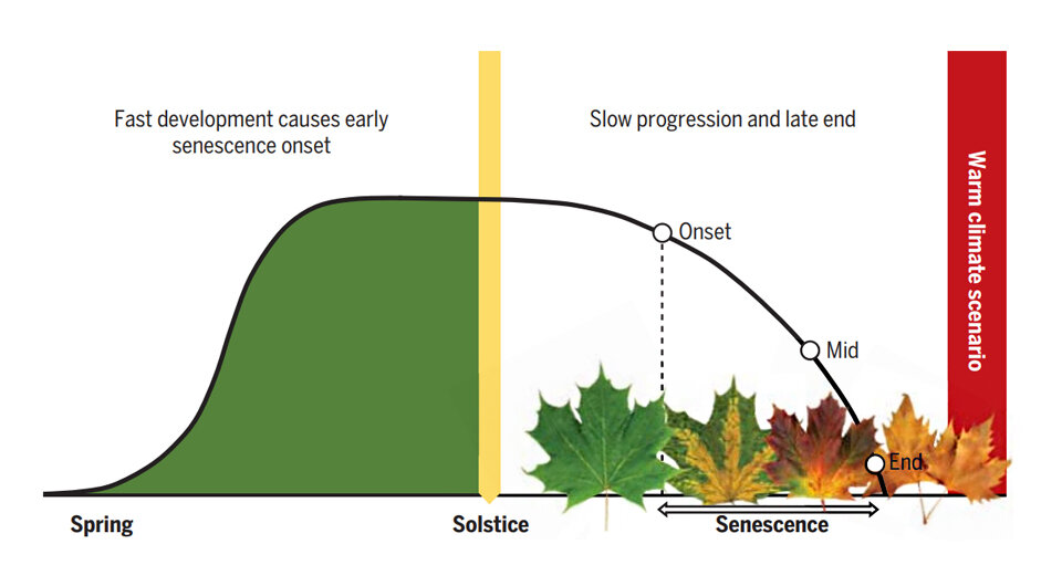   Constantin M. Zohner et al. / Science, 2023