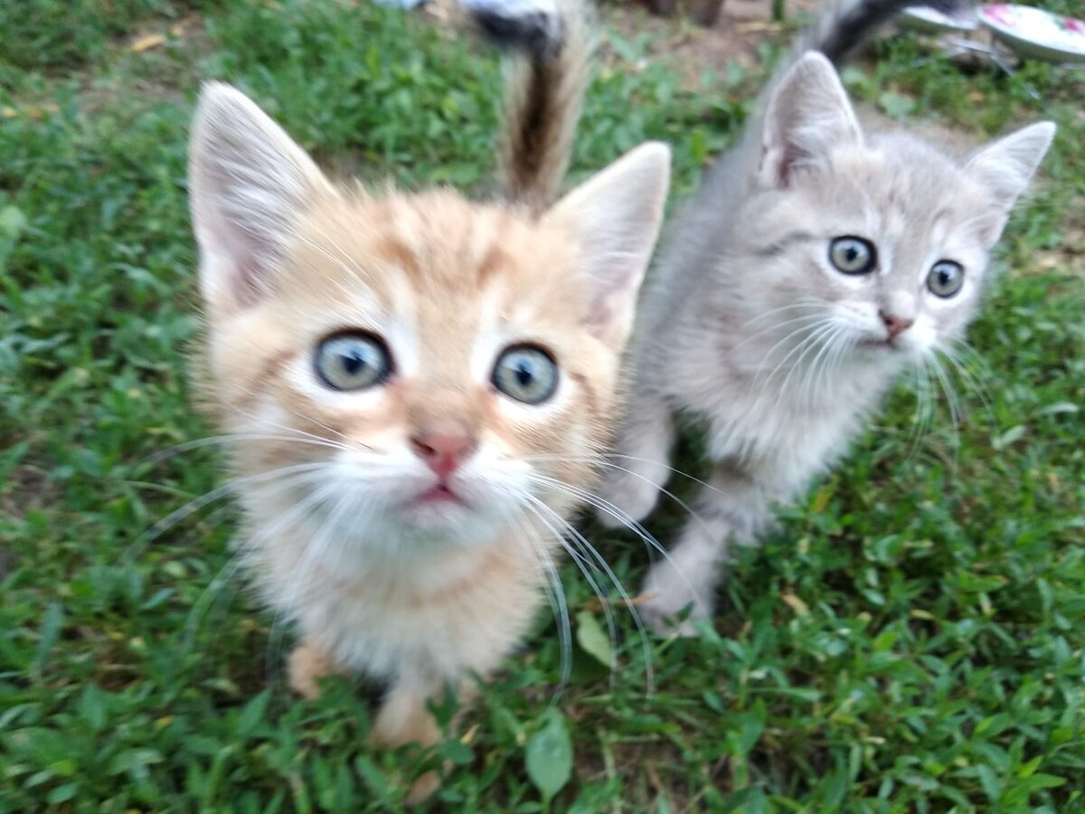 Котики ждут, кого поставят выше в списках? Фото автора