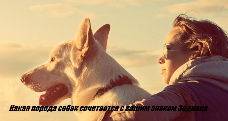 Какая порода собак сочетается с вашим знаком Зодиака