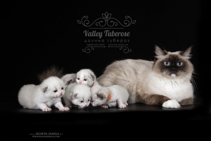 Лаванда со своей мамой Ариэль и своими братиками и сестричками. 