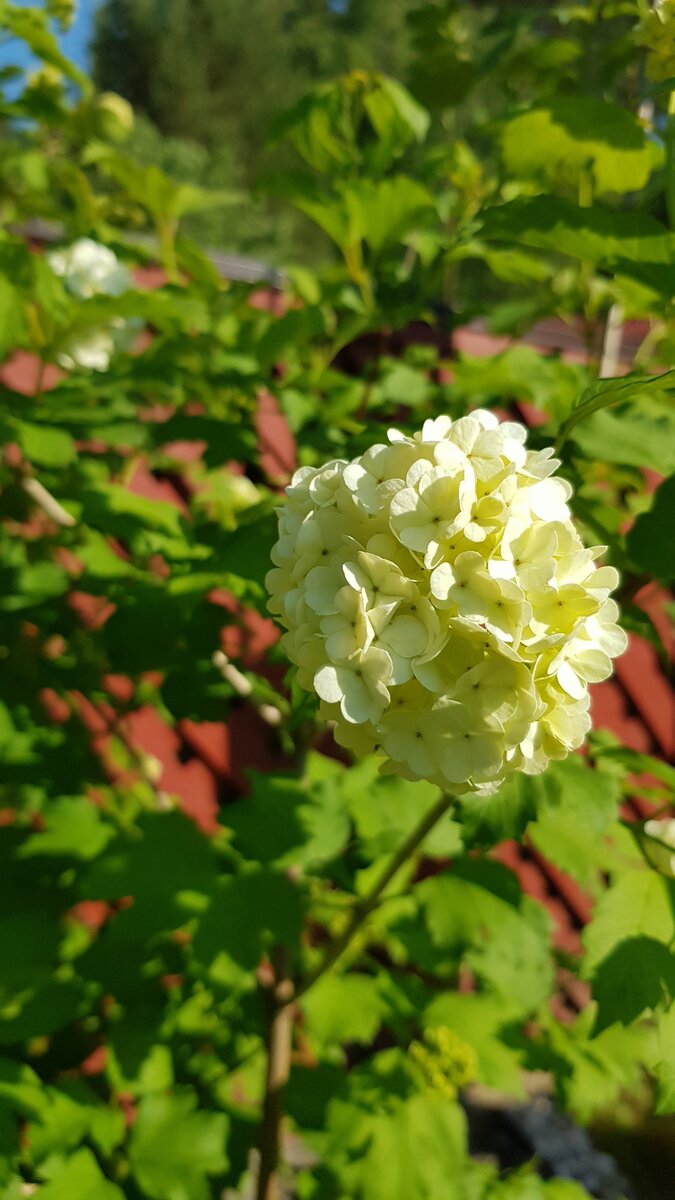 калина обыкновенная Roseum