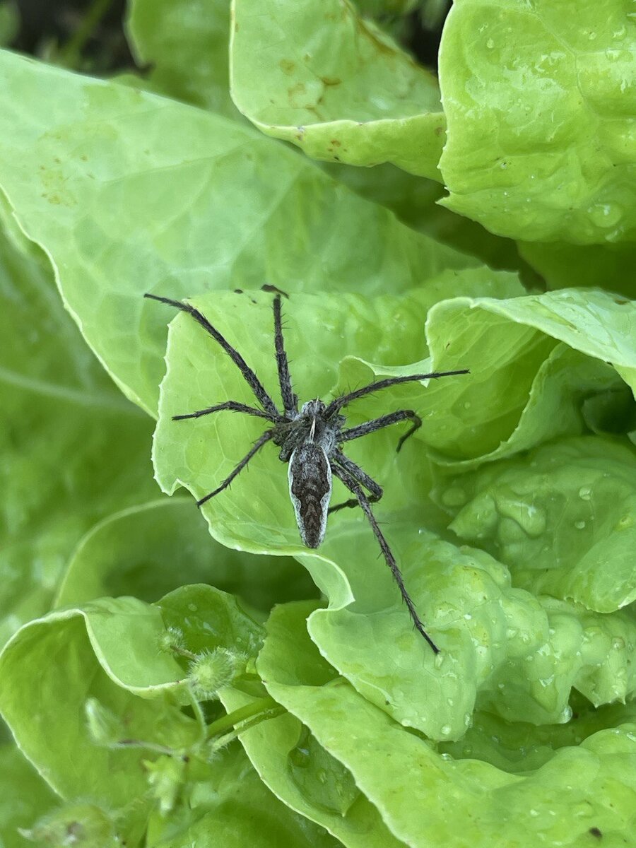 Паук проводит инспекцию и дегустацию салата.