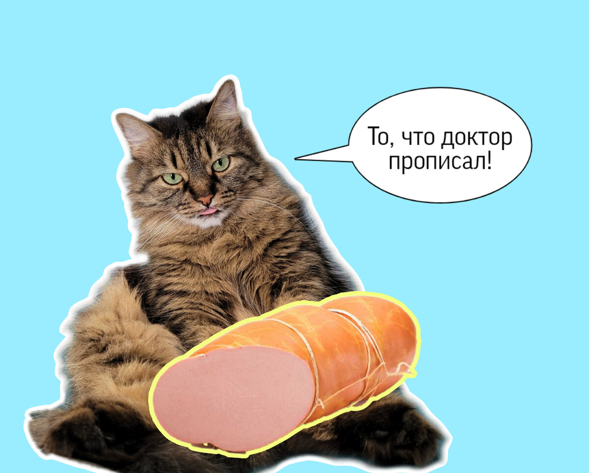 Защита докторской кот с колбасой. Почему докторскую колбасу назвали докторской. Докторская колбаса почему так назвали. Почему колбасу назвали колбасой. Почему докторскую назвали докторской