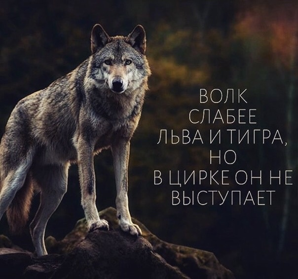 Почему не выступает. Волк слабее Льва и тигра. Сильный волк. Волк слабее Льва. Цитаты Волков