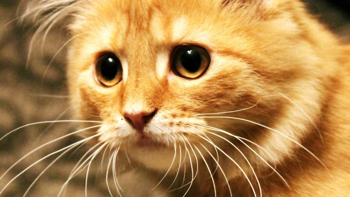 Фото из Яндекс.Картинки