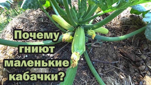 Почему гниют маленькие кабачки?