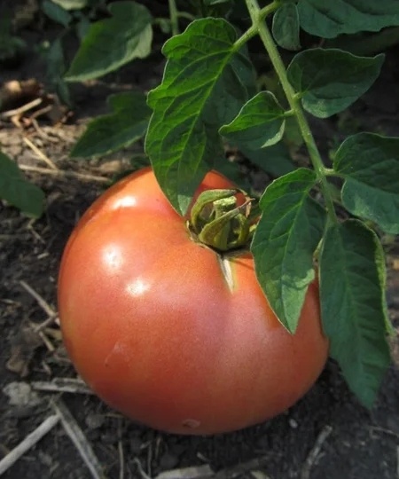 Вот какие листья обрывают на томатах: верхние, нижние - какие правильно. И когда это стоит делать. Про листья по науке, про целесообразность