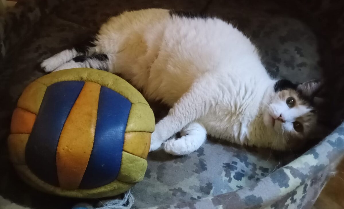 Голди. Отжала у собак лежанку. Их мячик тоже. На всякий случай