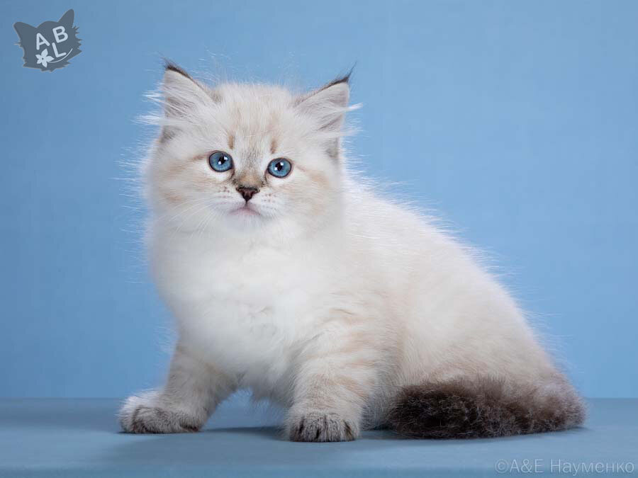 10 июля – День котёнка