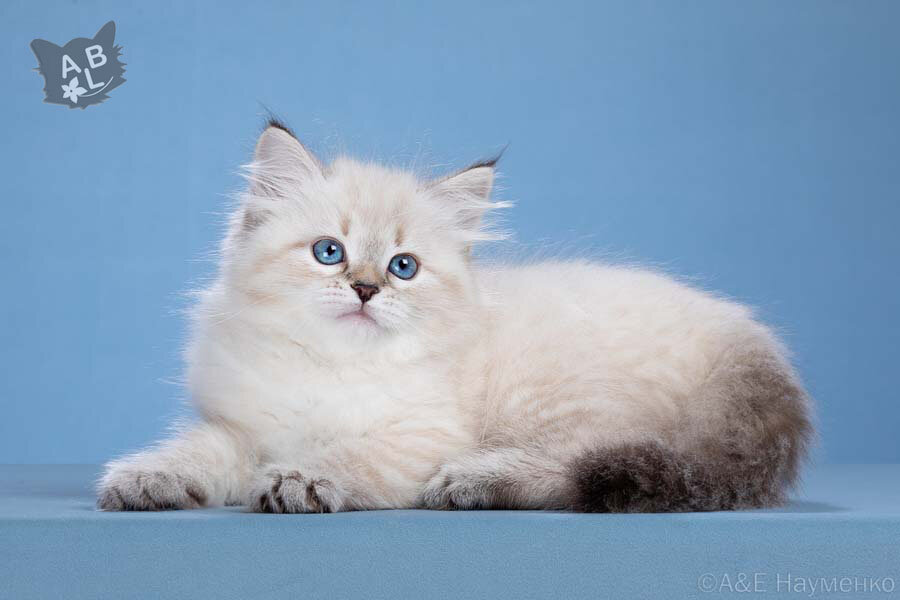 Офелия Аус БлюмеЛанд (Из Цветочной Страны)