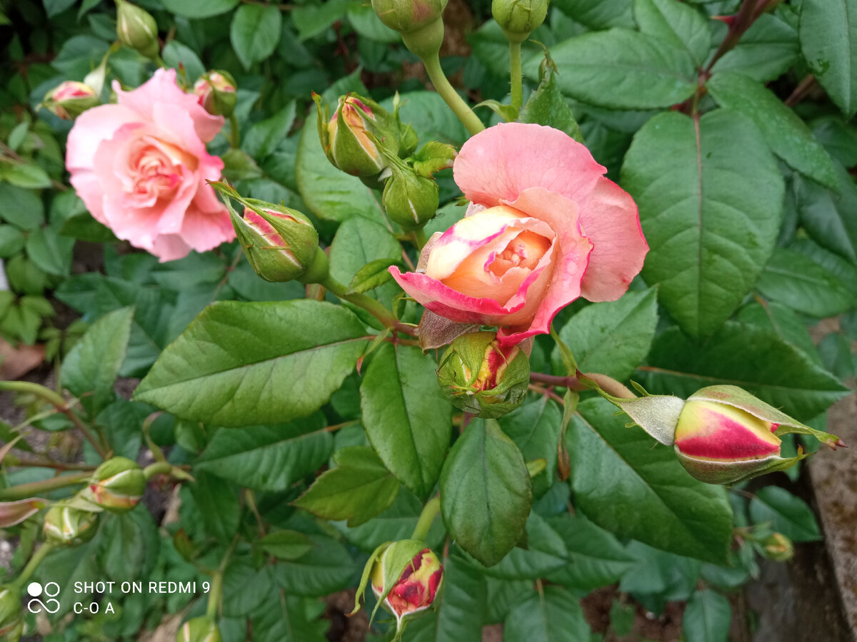 Обилие бутонов при повторном цветении у Аугусты Луизы. Прошлый год. Фото автора.