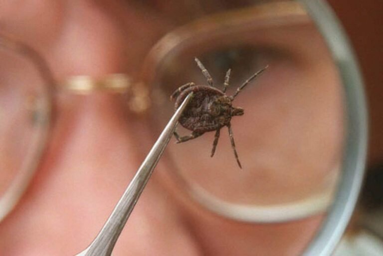    За неделю клещи в Оренбуржье покусали 115 человек, среди них 42 ребенка Белов Михаил Александрович