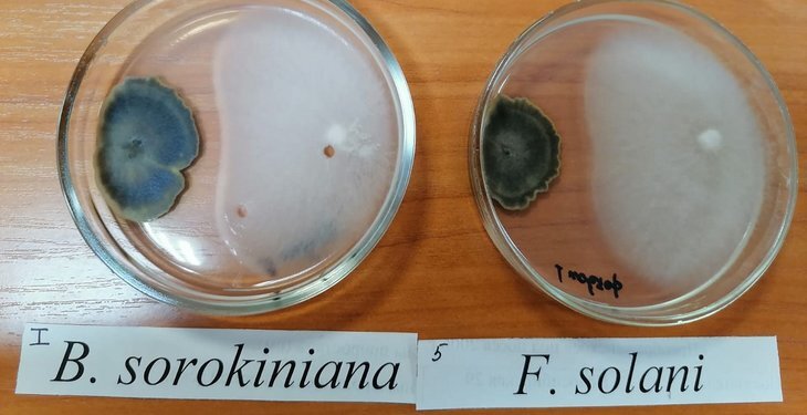    Конкурентоспособность грибов-паразитов оценили по балльной шкале