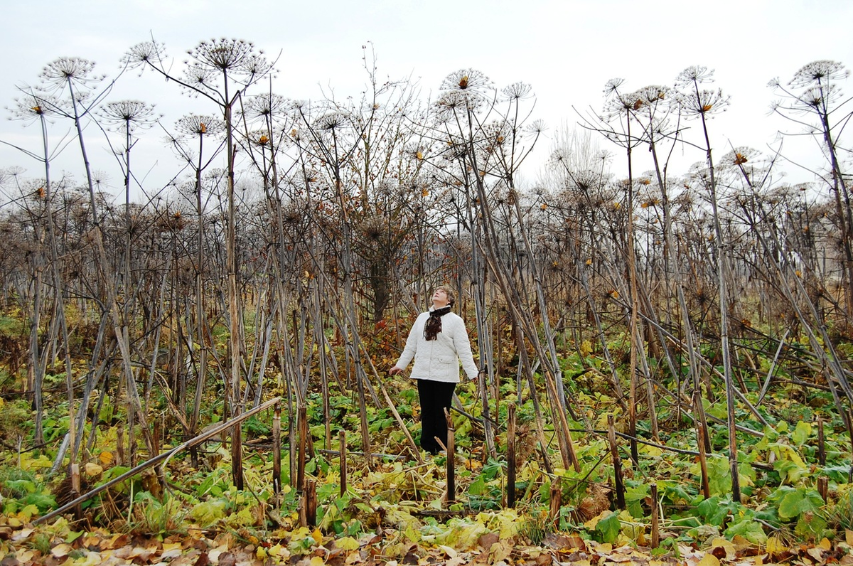 Кто устроил Бедствие -  не пойдут под следствие...