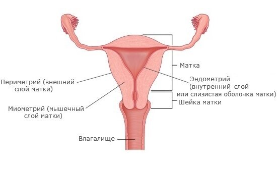 Миома матки - причины, симптомы, признаки, диагностика, лечение (удаление)