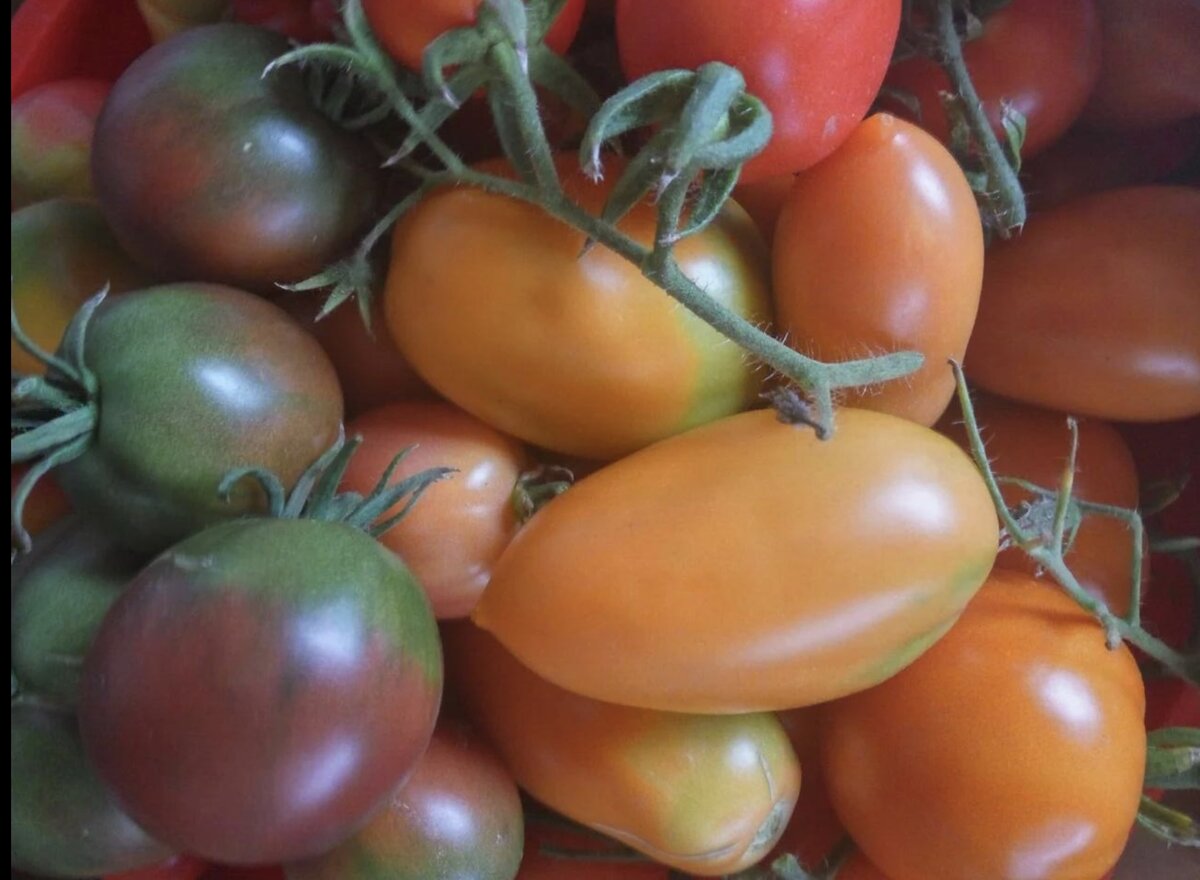 Фото автора.  Много помидор не бывает. 