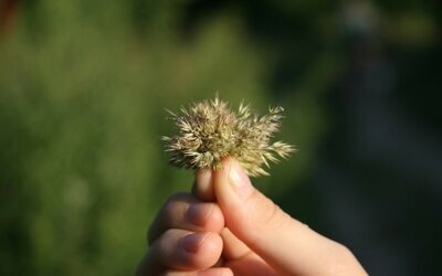 Фото с ресурса: Сибмама. Угадай: петушок или курочка? 