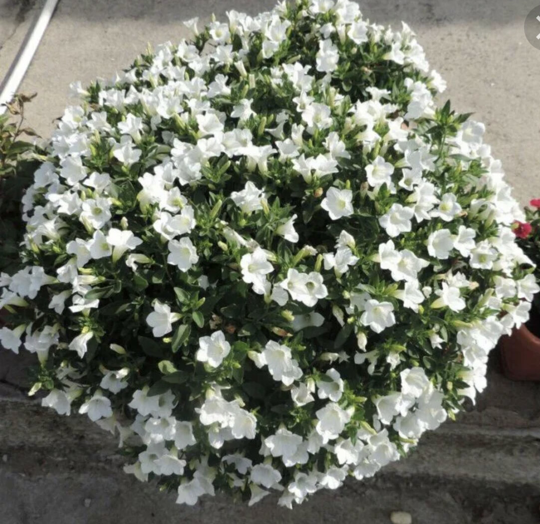 Сурфиния табл вайт. Фото взято из интернета 