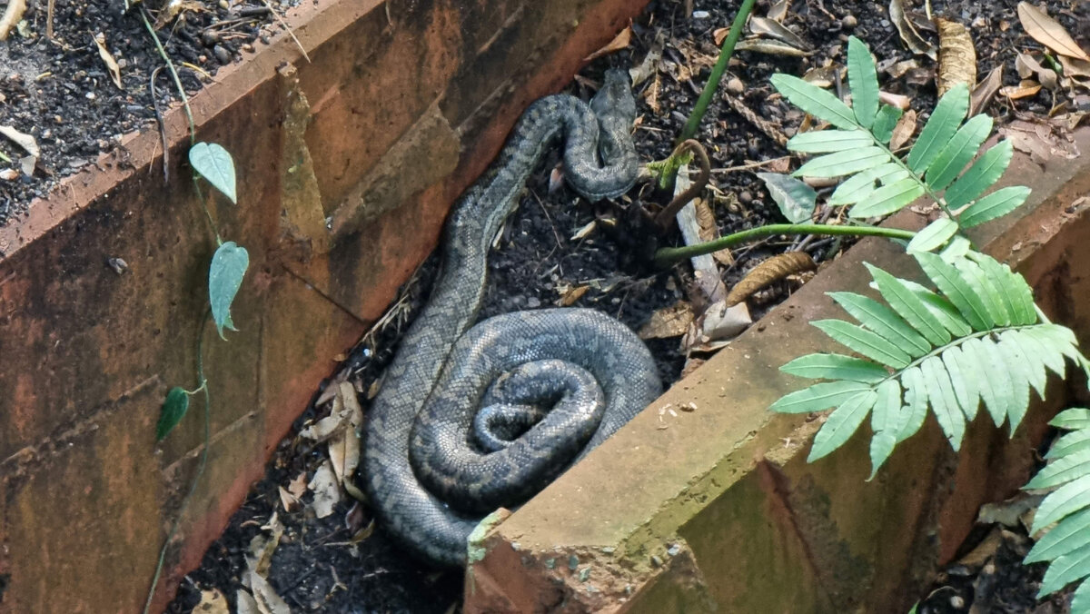 А если приблизить? Питончик, метра три - три с половиной. Мирно спит, никого не трогает.