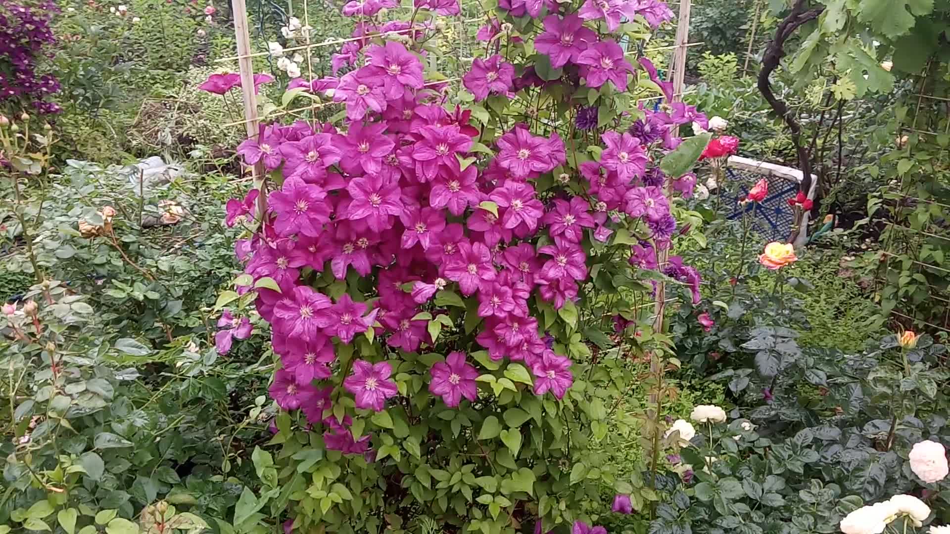 Clematis Rose роза