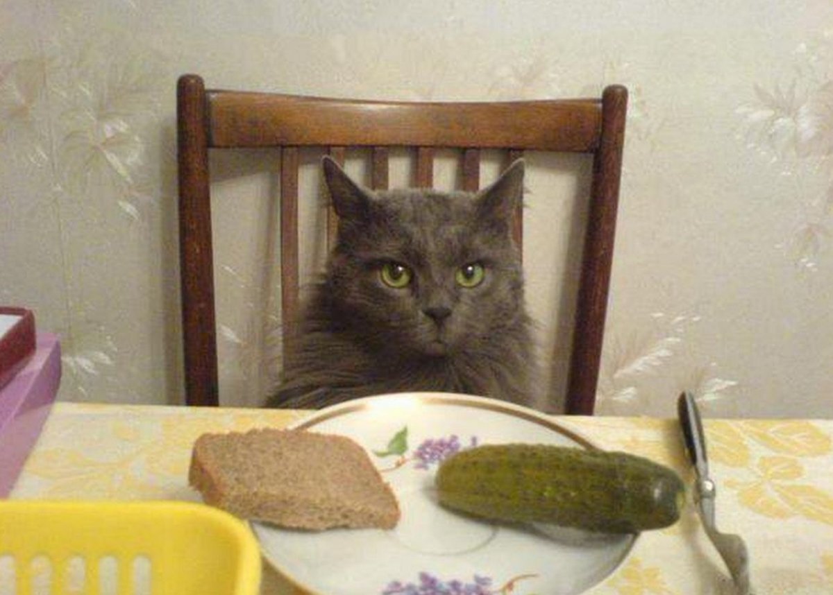 В гости без мамы. Голодный кот. Кот юмор. Кот с колбасой. Кот хочет кушать.