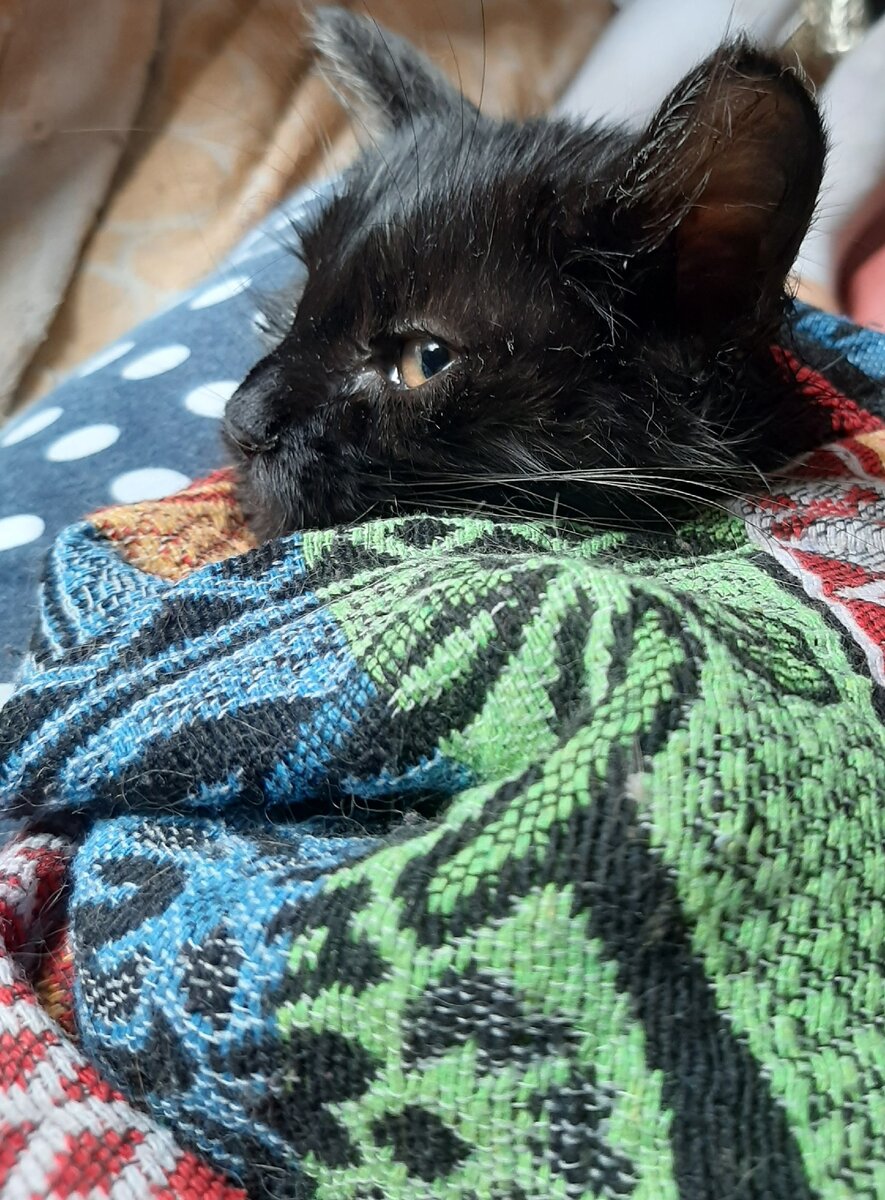 Бедненький котик