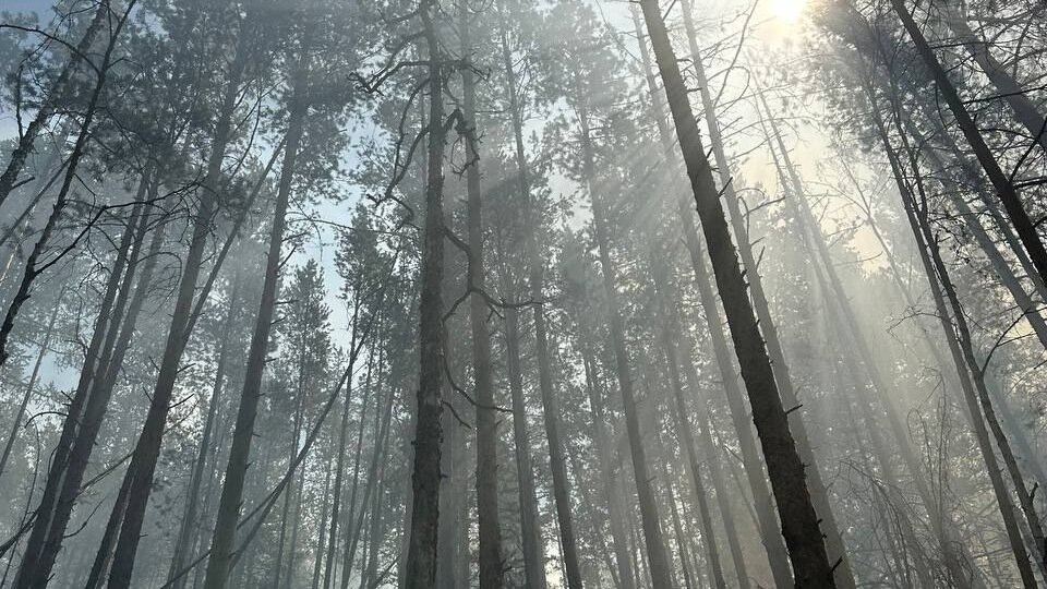     Речь идеи о лесном пожаре в Белорецком районе, с которым спасатели борются с конца прошлой недели. За сутки площадь очага увеличилась до 320 га, сообщили в МЧС РБ.